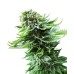 Семена Sensi seeds Northern Lights Automatic - цены, описание в интернет-магазине Dutch Seeds