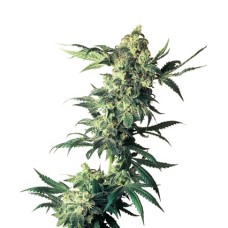 Sensi seeds Northern Lights feminized