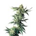 Семена Sensi seeds Northern Lights feminized - цены, описание в интернет-магазине Dutch Seeds