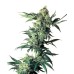 Семена Sensi seeds Northern Lights regular - цены, описание в интернет-магазине Dutch Seeds