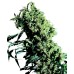 Семена Sensi seeds Northern Lights#5 X Haze feminized - цены, описание в интернет-магазине Dutch Seeds