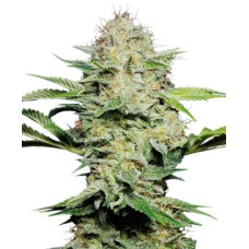 Sensi seeds Sensi Skunk Automatic