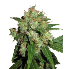 Sensi seeds Sensi Skunk feminized