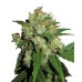 Семена Sensi seeds Sensi Skunk feminized - цены, описание в интернет-магазине Dutch Seeds