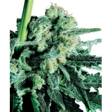 Sensi seeds Sensi Skunk regular