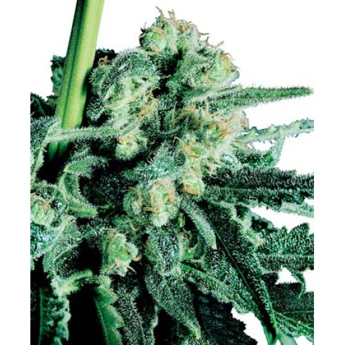 Семена Sensi seeds Sensi Skunk regular - цены, описание в интернет-магазине Dutch Seeds