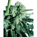 Семена Sensi seeds Sensi Skunk regular - цены, описание в интернет-магазине Dutch Seeds