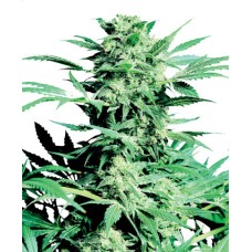 Sensi seeds Shiva Skunk feminized