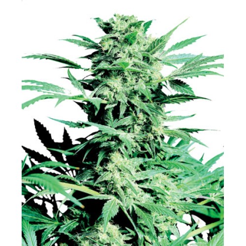 Семена Sensi seeds Shiva Skunk feminized - цены, описание в интернет-магазине Dutch Seeds