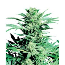 Sensi seeds Shiva Skunk regular