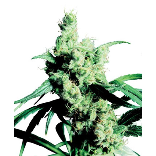 Семена Sensi seeds Silver Haze feminized - цены, описание в интернет-магазине Dutch Seeds