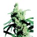 Семена Sensi seeds Silver Haze feminized - цены, описание в интернет-магазине Dutch Seeds