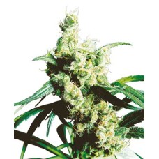 Sensi seeds Silver Haze regular