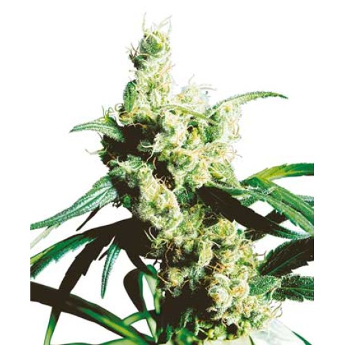 Семена Sensi seeds Silver Haze regular - цены, описание в интернет-магазине Dutch Seeds