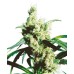 Семена Sensi seeds Silver Haze regular - цены, описание в интернет-магазине Dutch Seeds