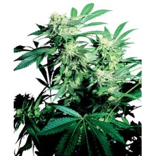 Sensi seeds Skunk Kush regular