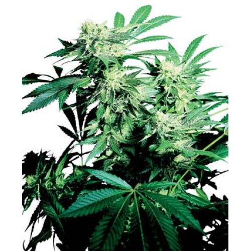 Семена Sensi seeds Skunk Kush regular - цены, описание в интернет-магазине Dutch Seeds