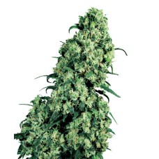 Sensi seeds Skunk#1 feminized