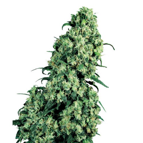 Семена Sensi seeds Skunk#1 feminized - цены, описание в интернет-магазине Dutch Seeds