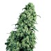 Семена Sensi seeds Skunk#1 feminized - цены, описание в интернет-магазине Dutch Seeds