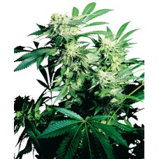 Sensi seeds Skunk Kush feminized