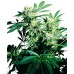 Семена Sensi seeds Skunk Kush feminized - цены, описание в интернет-магазине Dutch Seeds