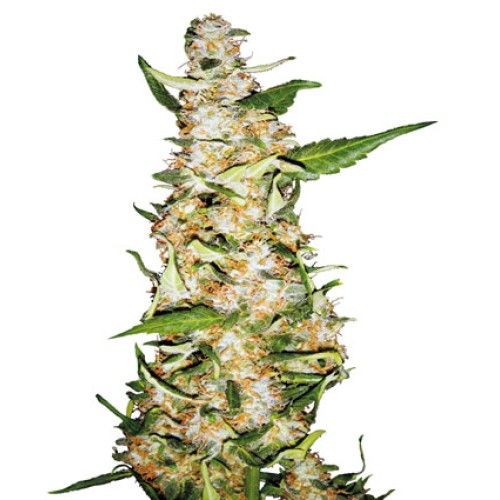 Семена Sensi seeds Skunk#1 Auto autofeminized - цены, описание в интернет-магазине Dutch Seeds