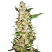 Семена Sensi seeds Skunk#1 Auto autofeminized - цены, описание в интернет-магазине Dutch Seeds