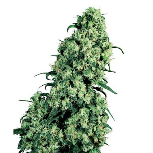 Семена Sensi seeds Skunk#1 regular - цены, описание в интернет-магазине Dutch Seeds