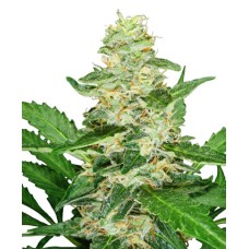 Sensi seeds Super Skunk autofeminized