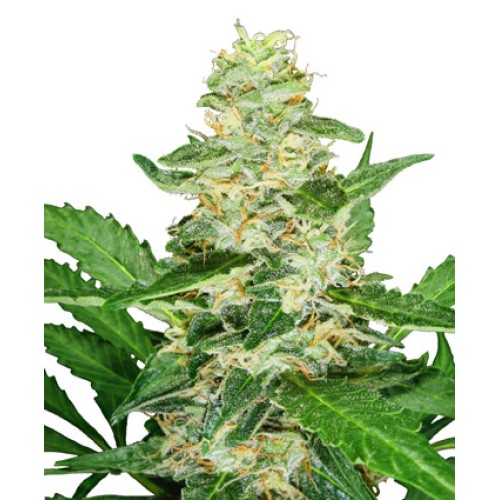 Семена Sensi seeds Super Skunk autofeminized - цены, описание в интернет-магазине Dutch Seeds