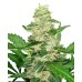 Семена Sensi seeds Super Skunk autofeminized - цены, описание в интернет-магазине Dutch Seeds