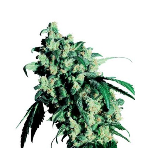 Семена Sensi seeds Super Skunk regular - цены, описание в интернет-магазине Dutch Seeds