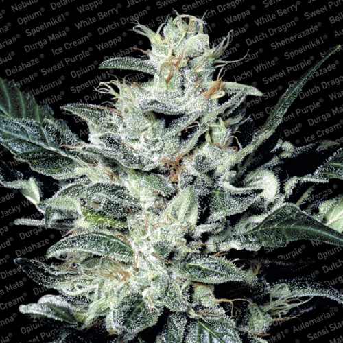 Семена Paradise seeds Sensi star feminized - цены, описание в интернет-магазине Dutch Seeds