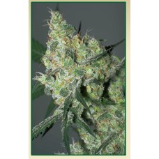 Serious seeds Auto White Russian autofeminized