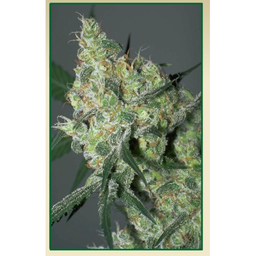 Семена Serious seeds Auto White Russian - цены, описание в интернет-магазине Dutch Seeds