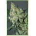 Семена Serious seeds Auto White Russian - цены, описание в интернет-магазине Dutch Seeds