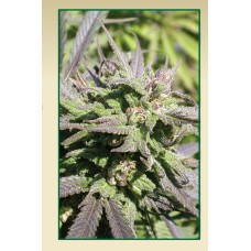 Serious seeds Biddy Early feminized