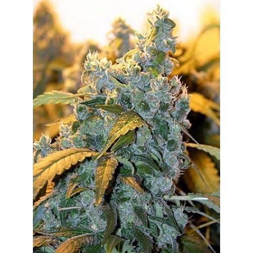 Семена Serious seeds Chronic feminized - цены, описание в интернет-магазине Dutch Seeds