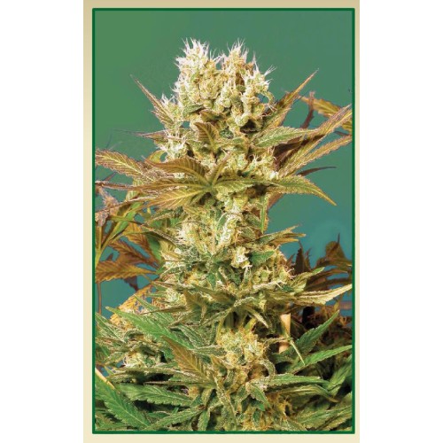 Семена Serious seeds Motovation feminized - цены, описание в интернет-магазине Dutch Seeds