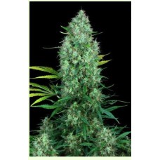 Serious seeds Serious 6 feminized