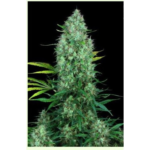 Семена Serious seeds Serious 6 feminized - цены, описание в интернет-магазине Dutch Seeds