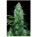 Семена Serious seeds Serious 6 feminized - цены, описание в интернет-магазине Dutch Seeds