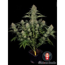 Serious seeds Serious Kush feminized