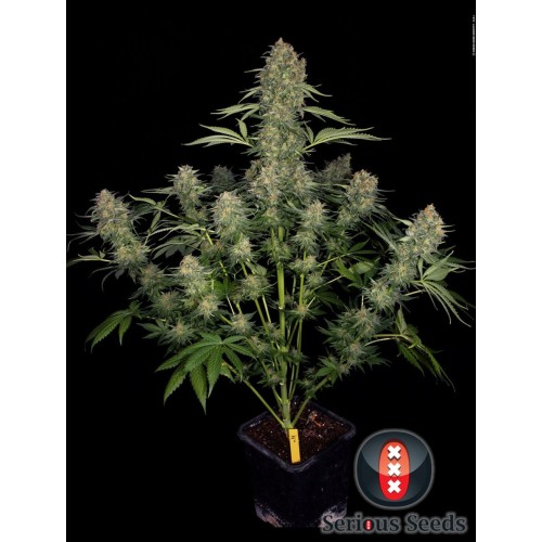 Семена Serious seeds Serious Kush feminized - цены, описание в интернет-магазине Dutch Seeds