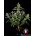 Семена Serious seeds Serious Kush feminized - цены, описание в интернет-магазине Dutch Seeds