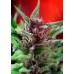 Семена Dutch Passion Shaman feminized - цены, описание в интернет-магазине Dutch Seeds