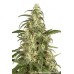 Семена Dutch Passion Skunk #11 feminized - цены, описание в интернет-магазине Dutch Seeds