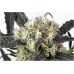 Семена Dutch Passion Snow Bud feminized - цены, описание в интернет-магазине Dutch Seeds