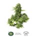 Семена Dutch Passion StarRyder autofem - цены, описание в интернет-магазине Dutch Seeds